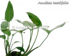 Anubias hastifolia